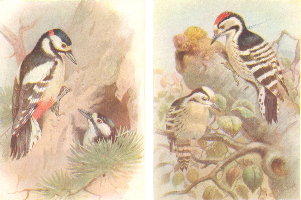 BRITISH BIRDS. Great Spotted Woodpecker; Lesser Spotted Woodpecker.THORBURN 1925